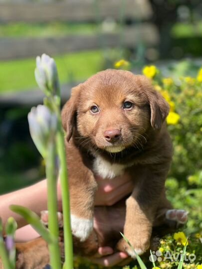 Щенок в добрые руки маленькой собаки