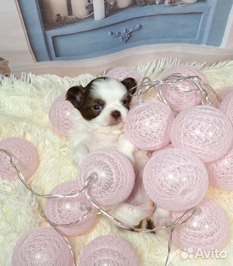 Сказочная малышка