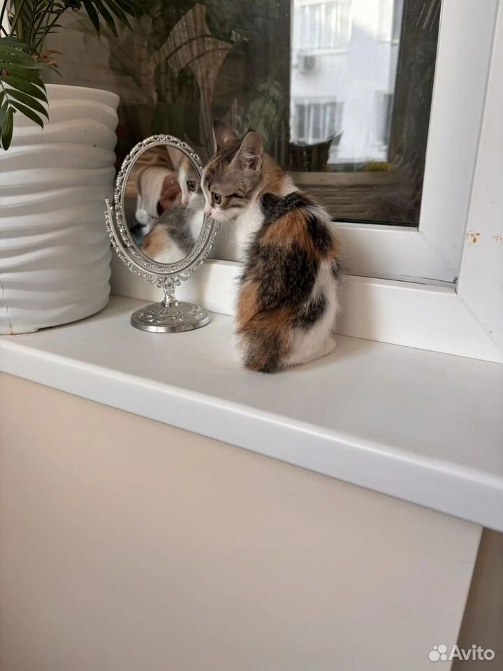 Котёнок в добрые руки, Краснодар