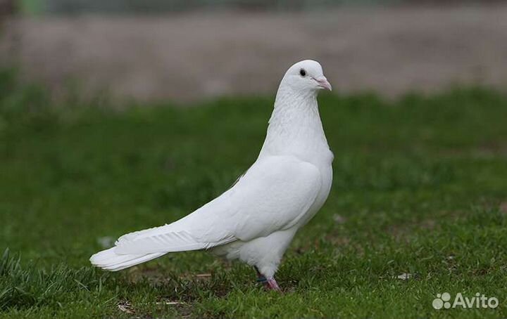 Голуби бакинцы, узбеки и пр
