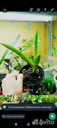 Сортовые комнатные растения