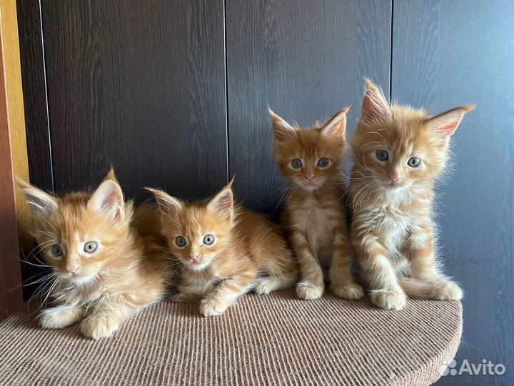 Котята Мейн-кун