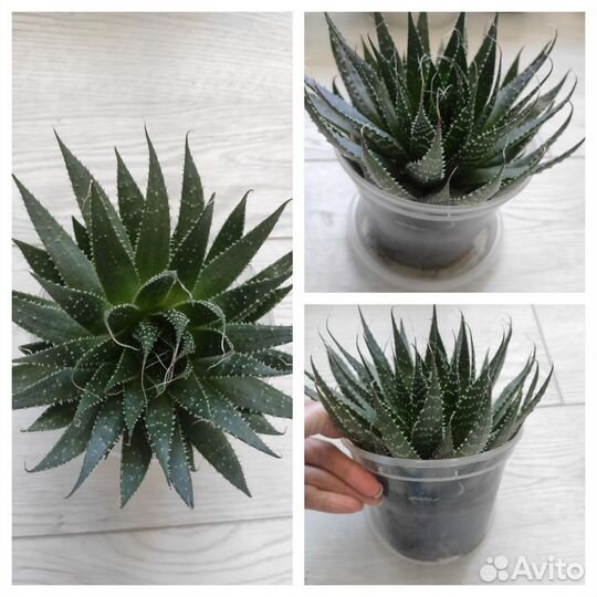 Алоэ остистое