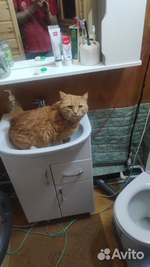 Рыжий барадач