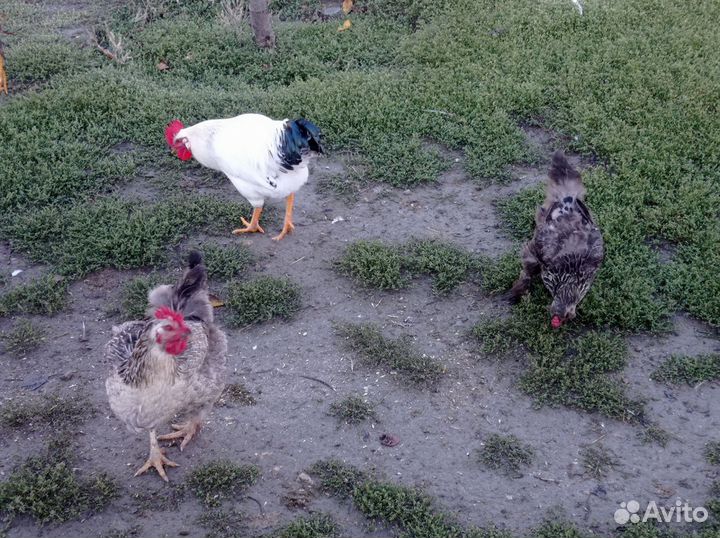 Куры петухи