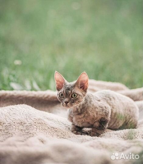 Котик Девон-рекс