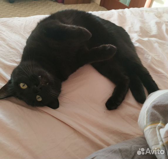 Передержка животных, выгул собак