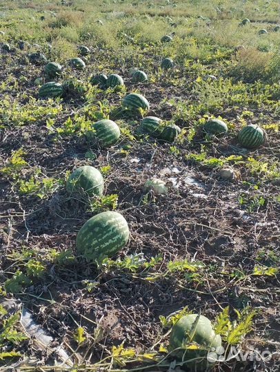 Семена арбуза Каристан F1