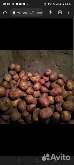 Семенной картофель