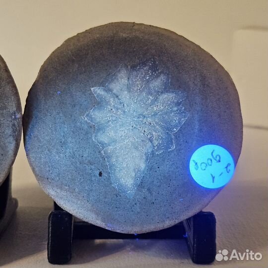 Беломорская рогулька спил полированный, глендонит