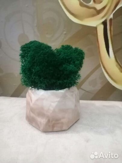 Гипсовое кашпо с натуральным мхом