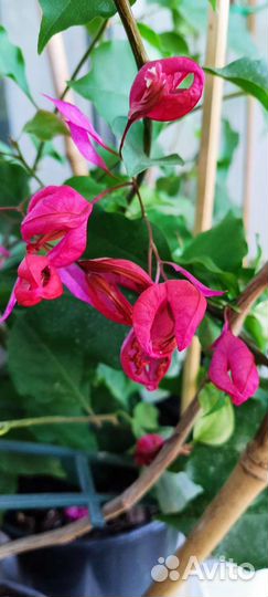 Бугенвиллия тюльпановидная Chinese sleeping beauty