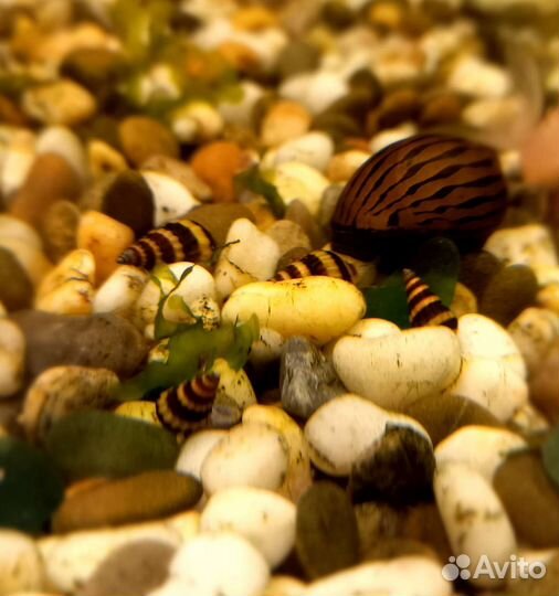 Улитка хелена