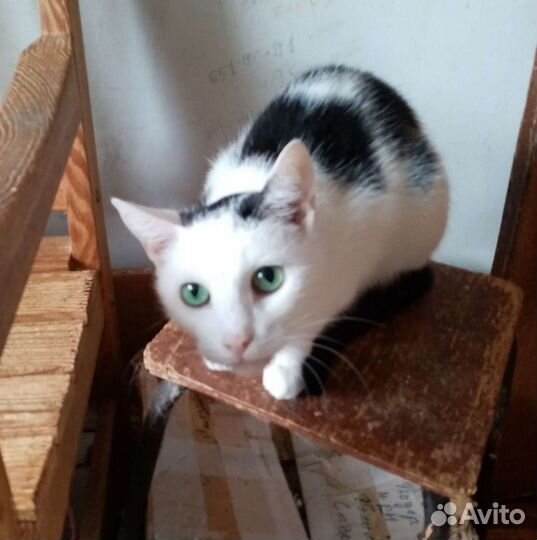 Киса в добрые руки