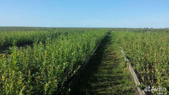 Саженцы голубики оптом