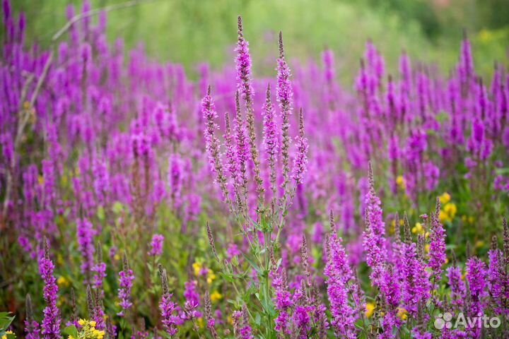 Дербенник иволистный 