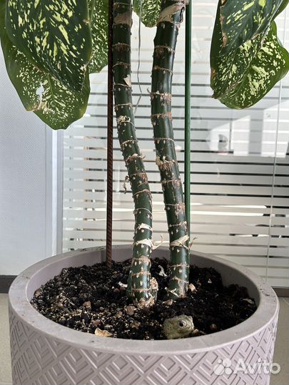 Дифенбахия 2,1 метра