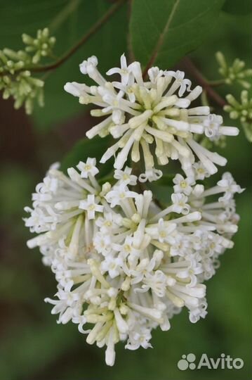 Саженцы плодовых, декоративных, редких растений