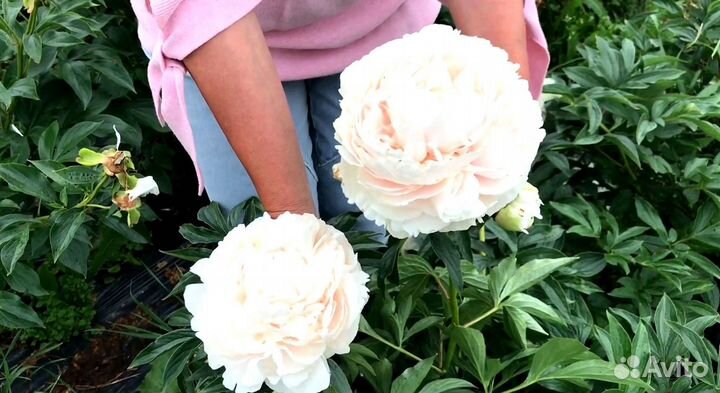 Пион Соланж, клубни