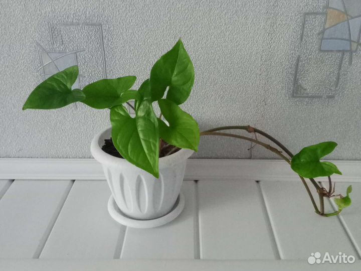 Укорененные отводки сингониума