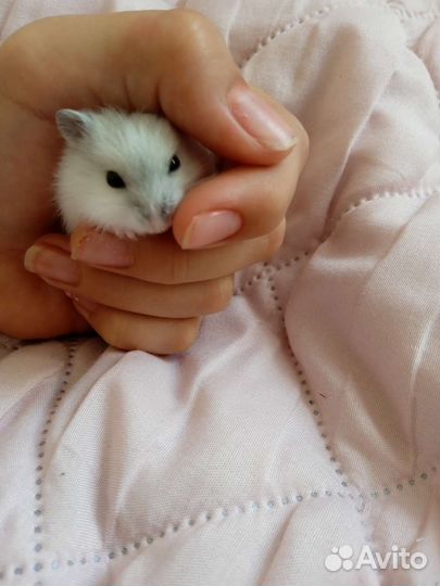Джунгарский хомяк