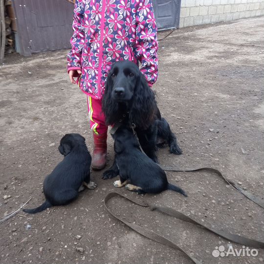 Собака в добрые руки спаниель