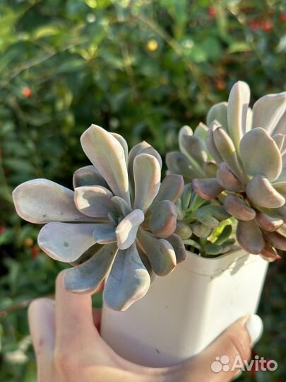 Суккуленты