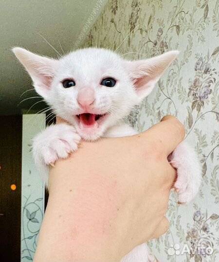 Ориентальные котята