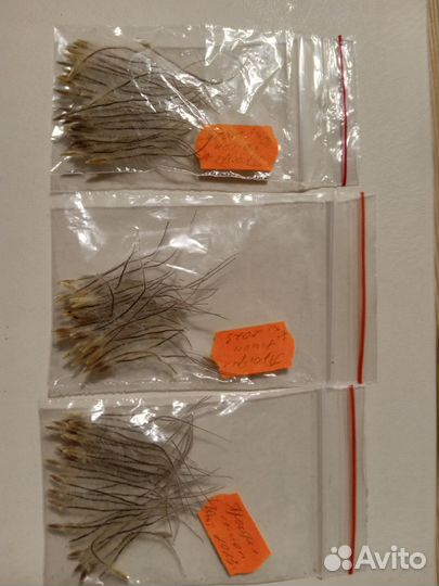 Семена прострела