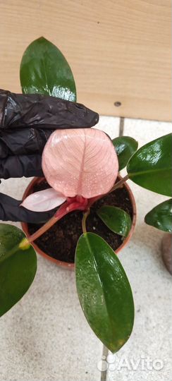 Филодендрон