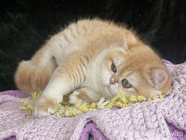 Британский шикарный кот