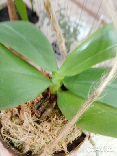 Орхидея фаленопсис Лиодоро