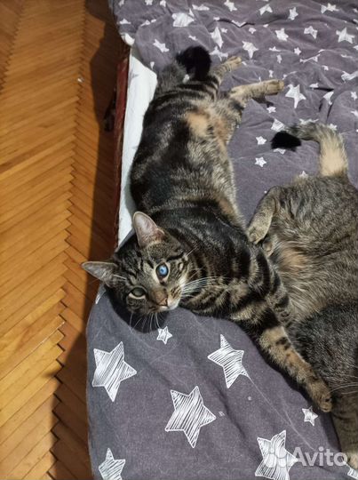 Котик Оскар в добрые руки. В дар