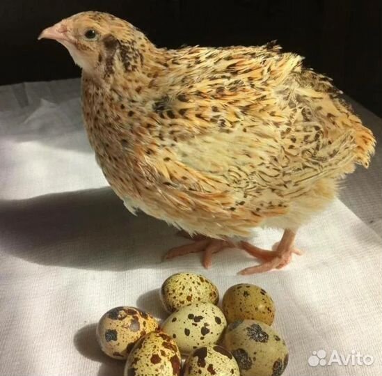 Перепелиные яйца для инкубации