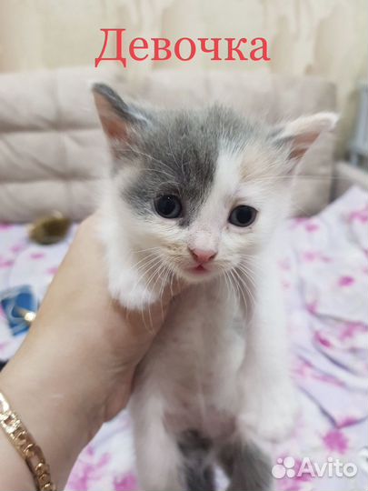 Котенок-девочка 1,5 месяца