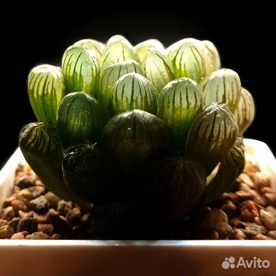 Суккуленты l