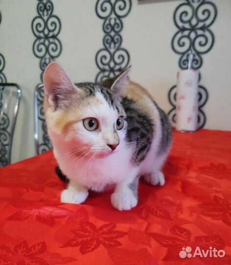 Кошечка Ляля в добрые руки