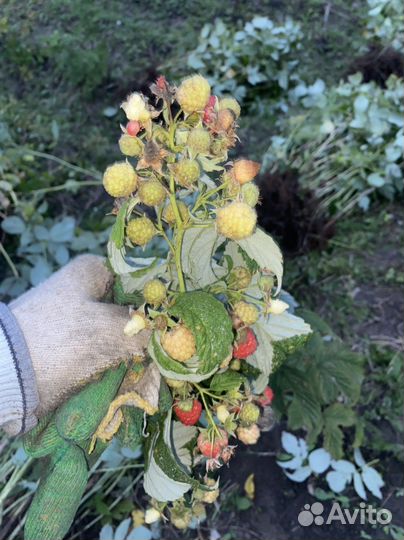 Саженцы малины