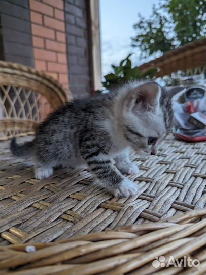 Котята в добрые руки бесплатно