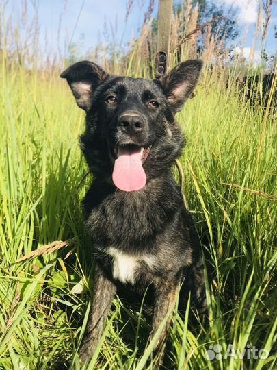 Собаки 5 месяцев девочки