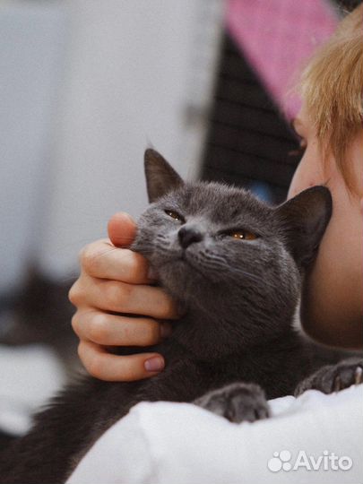 Годовалая кошечка метис в добрые руки