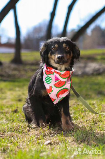 Маленькая собачка Фифа в приюте