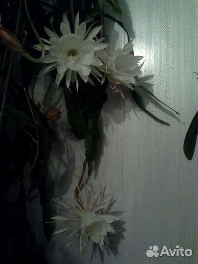 Эпифиллум оксипеталум