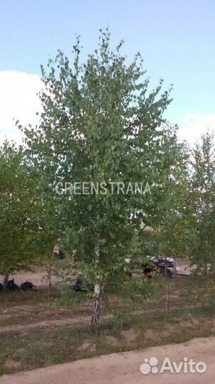 Береза Бородавчатая/600-700 см о/с 25-35