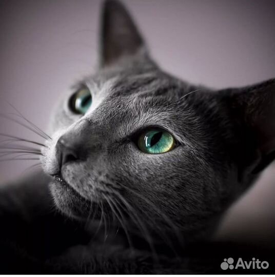 Русская голубая в добрые руки