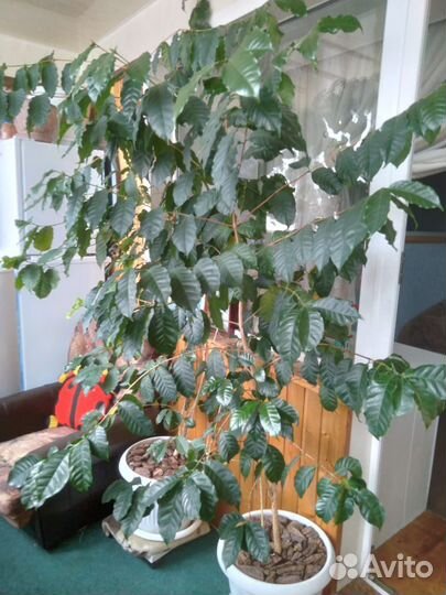 Кофейное дерево