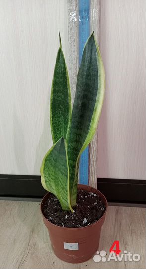 Комнатные растения, цветы. Сансевиерия разная