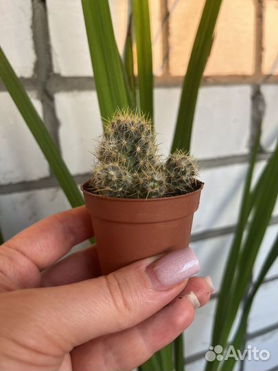 Маммиллярия Пролифера кактус