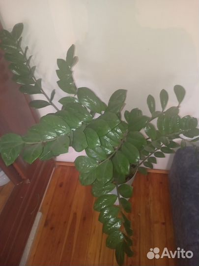 Замиокулькас Долларовое дерево в подарок, для офис