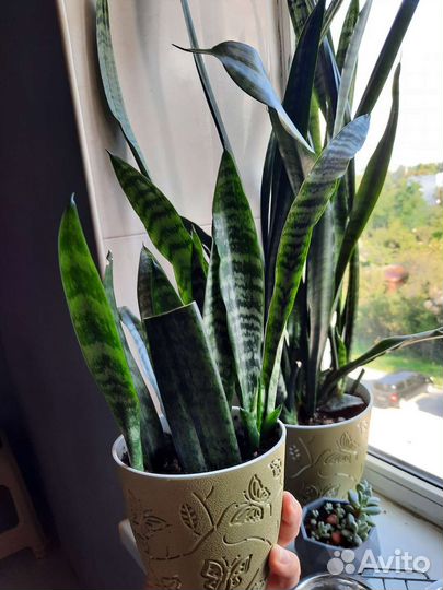 Сансевиерия